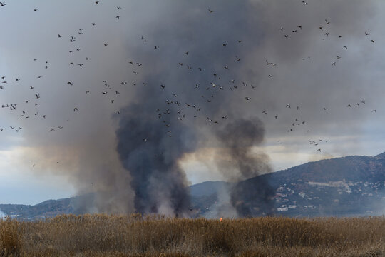 PAJAROS HUYENDO DE UN INCENDIO FOREESTAL