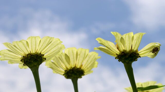 White zinnia flowers bloom from the bottom of the stem, against a hazy blue sky. Zinnias thrive, blooming from summer until the first frost.