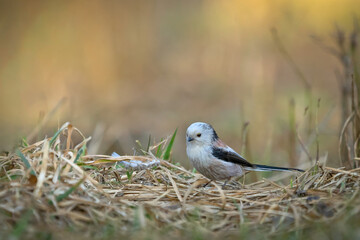 Fototapeta premium Long-tailed Tit (Aegithalos caudatus) on the ground near a feather during nest building season. Tiny bird in dry grass. Wildlife photography.