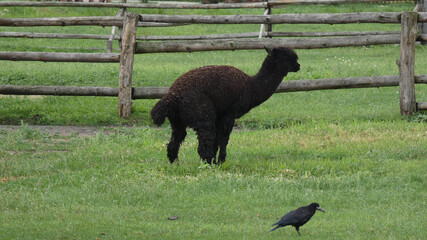 Fototapeta premium Black alpaca walks in green field near wooden fence while a bird observes from the grass