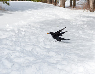 Fototapeta premium Black crow walks on snow in the forest in winter