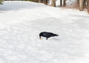 Fototapeta premium Black crow walks on snow in the forest in winter
