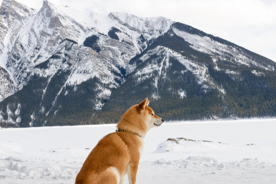Shiba Inu dog sitting in a snowy mountain landscape with a view of the mountains and a frozen lake