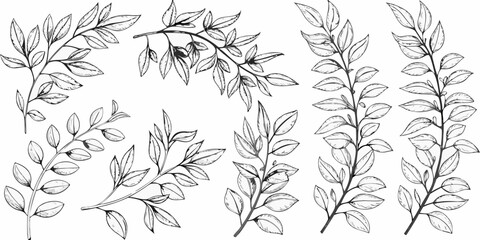 Delicate botanical illustration of various sketched leaf and branch arrangements © Mithun