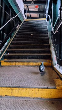 Pigeon standing on urban subway station metal stairs. Low angle view of a bird on gritty stairs with yellow safety stripes at a station.