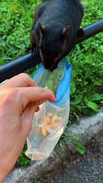 Person holding plastic bag of peanuts for black squirrel. First person view of hand holding ziplock bag with nuts while dark squirrel approaches on metal fence.