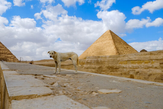 Cairo, Egypt.  Feral pyramid dog standing near Giza pyramids Egypt desert landscape