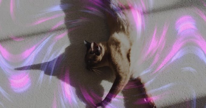 Vertical video: Lying Siamese cat shifting paw on sunlit carpet as pink-purple swirl appearing