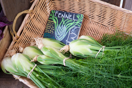 New York City, NY, USA Green market at Union Square, basket of fennel. 