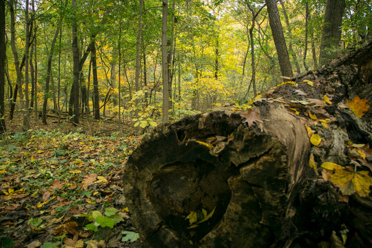 Pittsburg, PA. USA. Fallen tree log in forest with autumn leaves nature scene