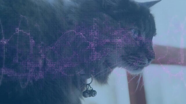 Cat gazing as playback starting, purple waveform forming pulsing lattice over collar, tech demo