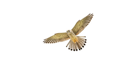 Fototapeta premium European Kestrel In Flight (Falco Tinnunculus)
