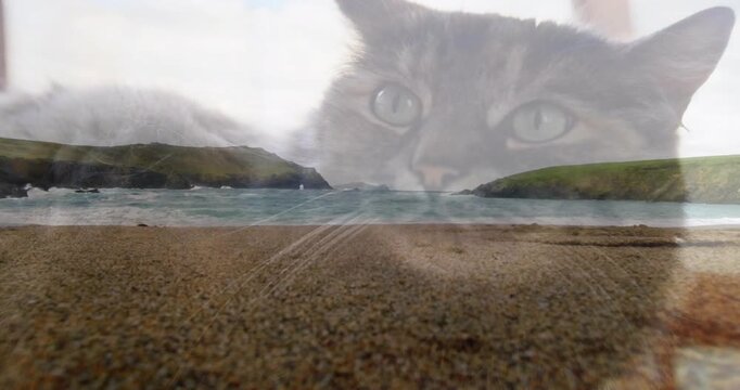 Designer applying ghosted tabby cat overlay over cove, waves moving, pupils changing for ads