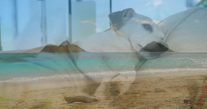 Small white dog on couch by window, crossfade starting beach overlay while head shifting for health