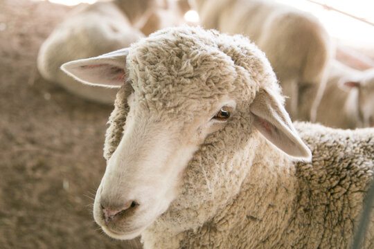 Window Rock, Arizona, USA.  Close up portrait of sheep in soft natural light farm animal