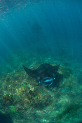 Fototapeta premium Manta ray swims over underwater rock formation in clear ocean water at midday