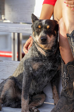 Truth or Consequences, New Mexico, USA.  Small town rodeo. - cattle dog with owner