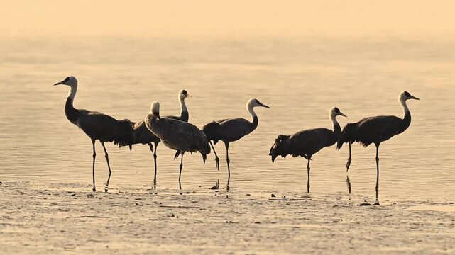 Hooded Crane Group Standing in Shallow Water at Sunset Rare Vulnerable Bird Species Grus Monacha in Natural Wetland 4K