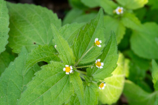 Galinsoga, also known as shaggy soldier or gallant soldier, produces small, compound flower heads featuring yellow disc flowers surrounded by white ray flowers, often mistaken for small daisies.