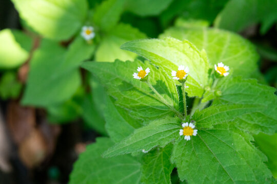 A garden evergreen, a species in the genus Galinsoga, commonly known as shaggy soldierwort or gallant soldierwort. This plant is a small, perennial herbaceous plant in the Asteraceae family.