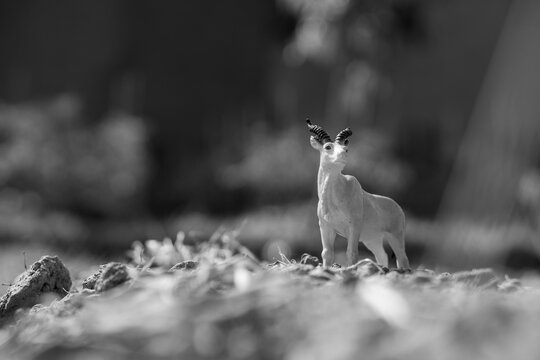 black and white miniature figure of an addax, a rare spiral-horned antelope native to the Sahara Desert. This image is a monochrome stock photo, a style often used to create dramatic or timeless wild