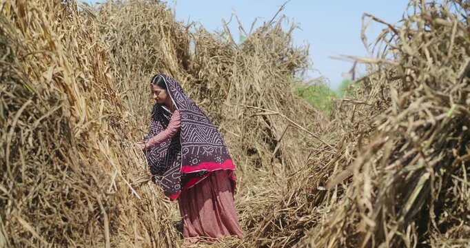 Indian mature adult lady woman lady wear saree cover head standing do harvest field work rural area. Asian villager female worker collect dry grass stack picking jowar crop bunch day time ground place