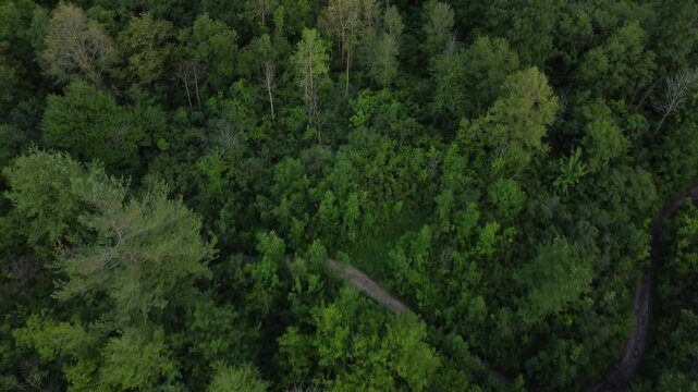 Aerial flyover drone shot looking down on trees located in eastern Cambridge, Ontario, Canada.