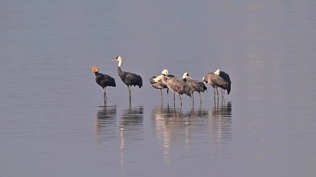 Flock of Hooded Cranes Standing in Calm Water Reflection Rare Vulnerable Bird Species Grus Monacha 4K