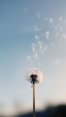 Obraz premium Dandelion seeds in the wind