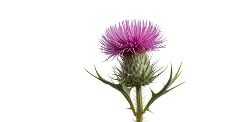 Bull thistle blossom isolated in natural detail on a solid white background