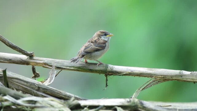 real footage of black headed sibia bird