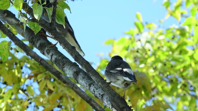 real footage of black headed sibia bird