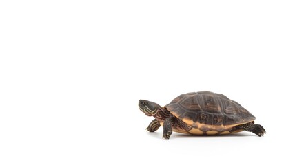 Obraz premium A solitary turtle displayed on an even white background