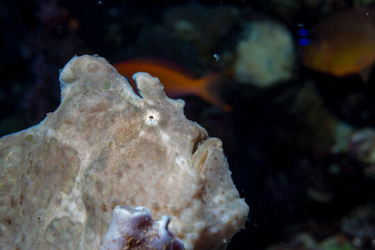 Egypt, Taba, Frogfish (Antennarius, sp.)