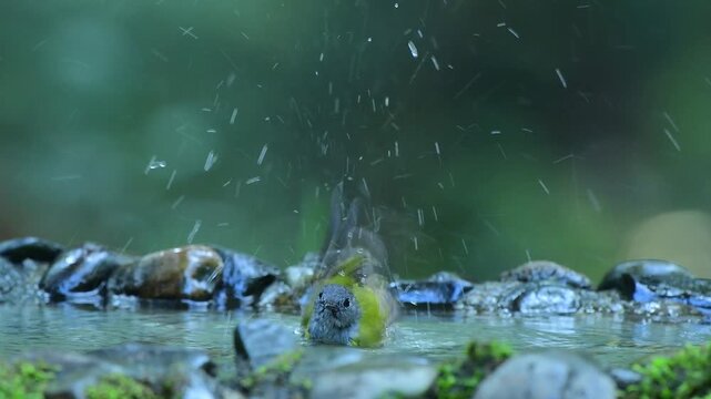 real footage of various minivets