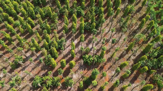 Drone flyover of extensive black pepper plantation in Southern Vietnam. Rows of vibrant green pepper trees arranged in a grid pattern.