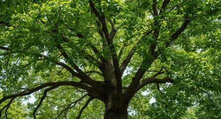 Fototapeta premium A Mature Tree Showcasing Extended Branches and Dense Leaf Clusters