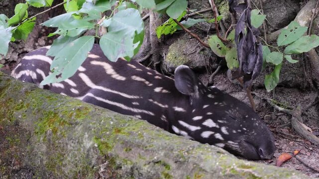 Adorable baby Malayan Tapir napping tightly under the tree