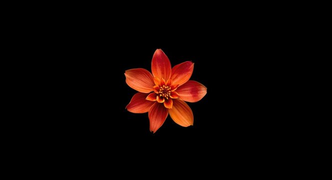 Dynamic Melia Azedarach Petals Positioned on Black Canvas