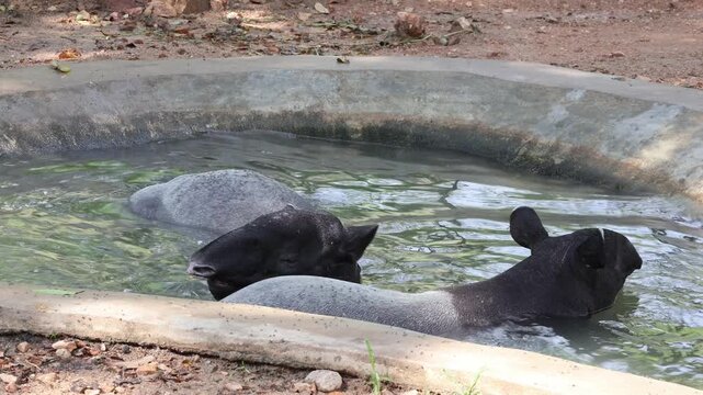 In the still waters, mother and calf tapirs rest together, a tender symbol of protection and enduring bond
