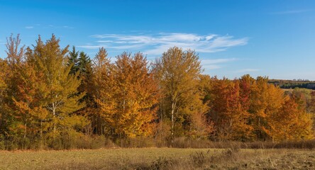Fototapeta premium Autumn morning landscape with colorful trees and clear sky