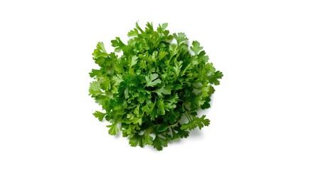 Fototapeta premium Bright fresh parsley leaves chopped and set against white