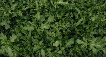 Obraz premium Close up top view of fresh arugula leaves revealing a verdant garden harvest in vertical perspective