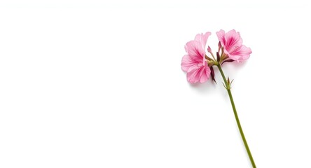 Aromatic Nicotiana Sanderae Flower on a Crisp White Background Scene