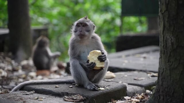 Long tailed macaque monkey eating a piece of bread monkey forest ubud