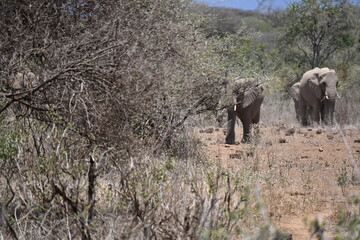 Fototapeta premium The African bush elephant (Loxodonta africana) is the larger of the two species of African elephant.