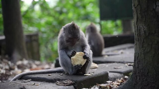 Long tailed macaque eating stolen food in the jungle monkey forest ubud
