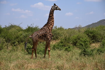 Obraz premium Maasai giraffe (Giraffa camelopardalis tippelskirchi), which is the primary giraffe species found in the Tsavo East and Tsavo West National Parks. The Tsavo Conservation Area in Kenya is home to a di