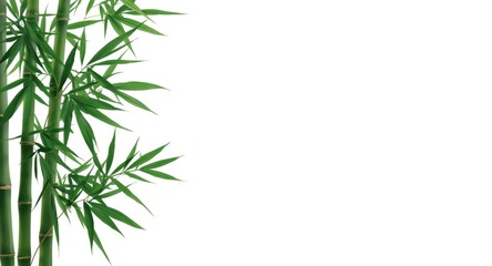 Fototapeta premium Detailed isolated bamboo leaves with a pure white background