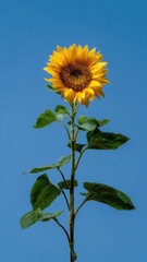 Fototapeta premium Vibrant Sunflower Against Blue Sky